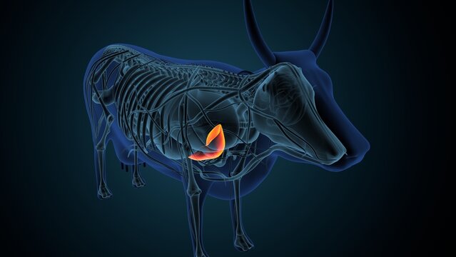 Blue cow anatomy. 3d render