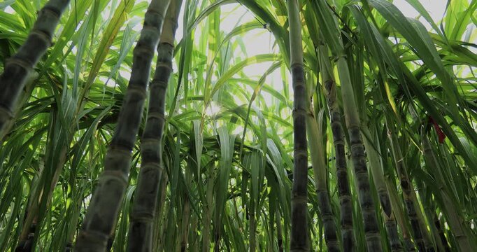 Sugarcane field with plants growing