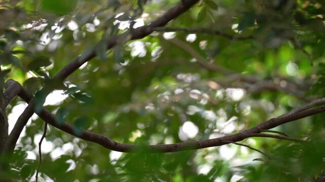 A capuchinbird (Perissocephalus tricolor) perches on tree branch, spread its wings and fly away, close up shot.