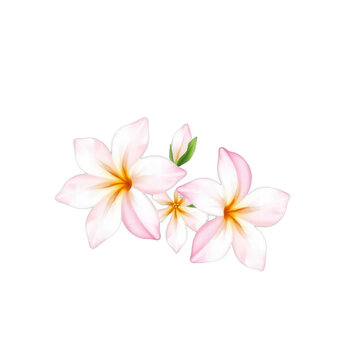 Beautiful plumeria flower arrangement on black background