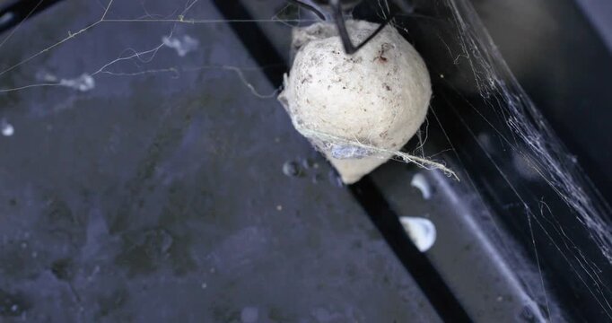 Static video of a female black widow spider with egg sack