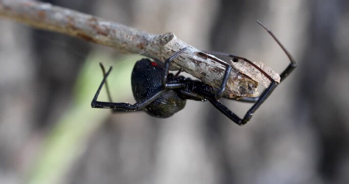 Static video of a female black widow spider on a branch