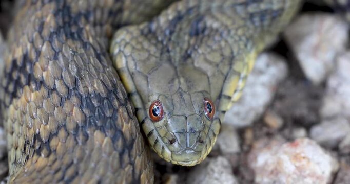 Static extreme closeup video of the head of a Diamondback Watersnake Nerodia rhombifer