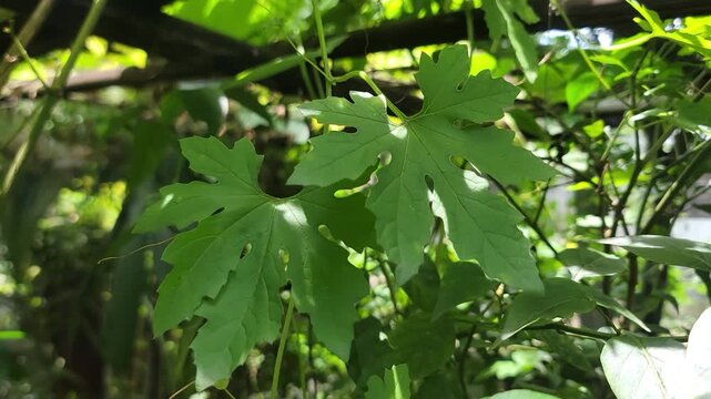 Vibrant green bitter melon leaves growing on a trellis in the garden