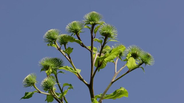 Greater Burdock, Arctium lappa, against a blue sky. Summer. UK
