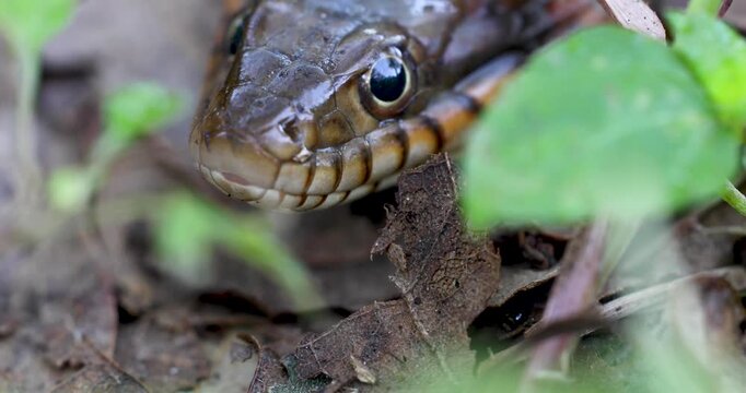 Static extreme closeup video of a Plain-bellied Watersnake Nerodia erythrogaster