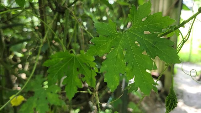 Close up shot of vibrant green serrated leaves on a bitter melon vine plant