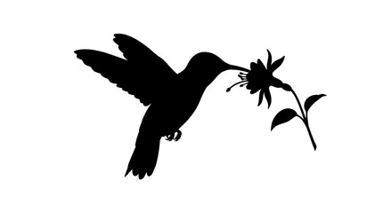 Hummingbird And Blossom Silhouette Against White Background © Creator Rima Akter
