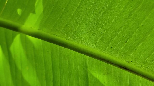 A close up view of a vibrant green leaf with intricate natural vein patterns