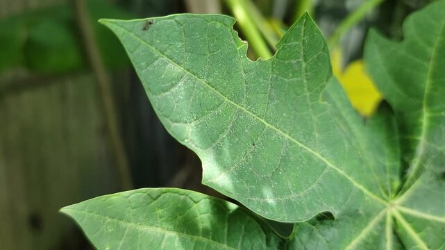 Close up view of a green papaya leaf featuring small insect damage marks