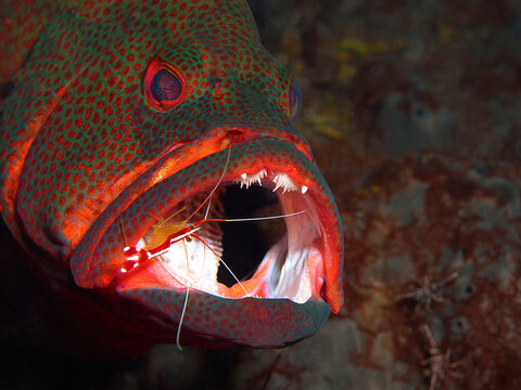 Cleaning symbiosis: Tomato Hind (Cephalopholis sonnerati) being cleaned by White-striped Cleaner Shrimp (Lysmata amboinensis) at a reef cleaning station in Tulamben, Bali, Indonesia.