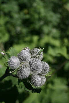 Close-up of burdock seed heads with sharp texture against a soft green natural background. Detailed botanical image with selective focus and copy space.