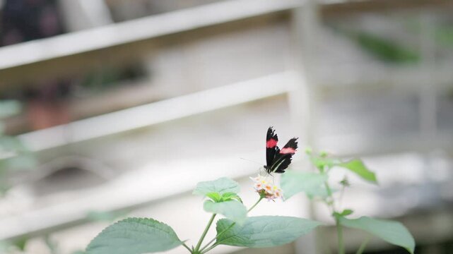 Butterfly with black wings and red markings feeding on flower nectar in a garden setting, surrounded by green leaves and blurred background elements