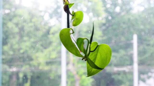 Hanging house plant swaying in the breeze by the window