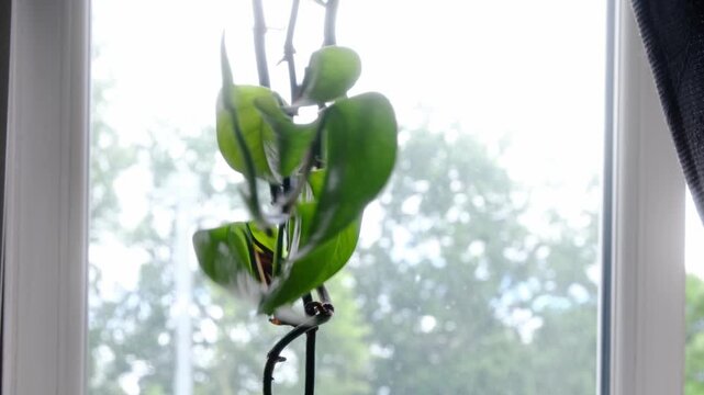 Hanging green plant blowing around in the window