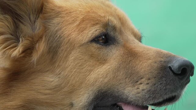 Dog, Closeup, Portrait: A tan dog with a black nose and a white patch on its chin looks to the side with its mouth slightly open.