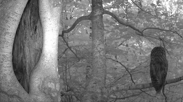 Waldkauz, Strix aluco