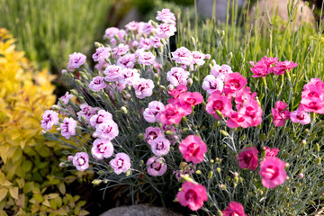 Fototapeta premium pink and magenta dianthus flowers blooming with decorative shrubs