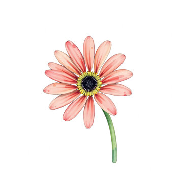 Pink daisy flower illustration on black background