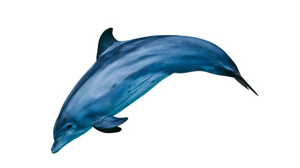 Blue dolphin leaping gracefully, isolated on transparent background © George