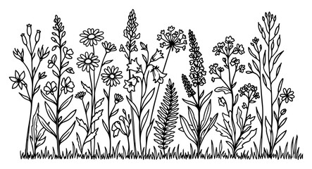 Wildflowers field with meadow plants and herbs in botanical line art style © Mago