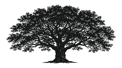 Oak tree silhouette stands isolated against a clean white background. © Sadee Girl
