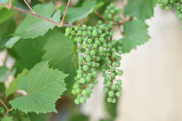 Fototapeta premium Unripe young green grapes on a vine branch close-up. Vineyard agriculture and organic fruit development concept