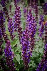 Obraz premium Close-up of vibrant purple flowers blooming in a Japanese garden in early June, illuminated by natural sunlight with lush green foliage and soft bokeh background.