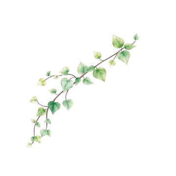 Watercolor trailing ivy branch isolated on black