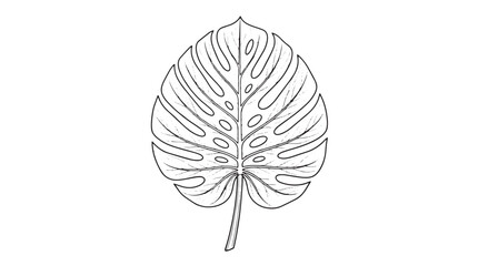 Minimalist monstera leaf line art, tropical botanical foliage vector illustration, black and white swiss cheese plant leaf outline for modern design © Muhammad