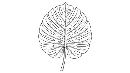 Monstera leaf line art vector, tropical swiss cheese plant foliage illustration, black and white botanical drawing for minimalist design © Muhammad
