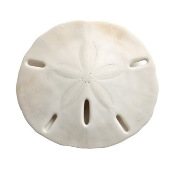 Delicate sand dollar shell isolated on white background natural marine life