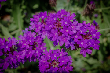 Obraz premium Vibrant purple verbena flowers blooming beautifully in a sunny Japanese garden during early June. Gorgeous violet blossoms with green foliage background in summer Japan, perfect for natural wallpaper.