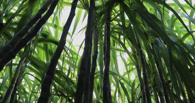 Sugarcane field with plants growing