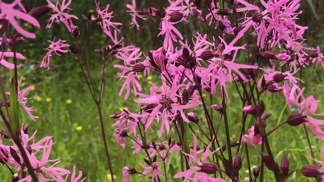 Many pink wildflowers, ragged robin sway in the wind, close-up, spring landscape