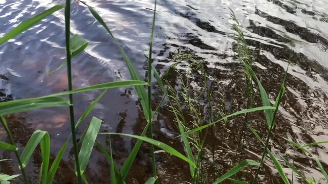 green stems and ears of reeds against the background of river water, background