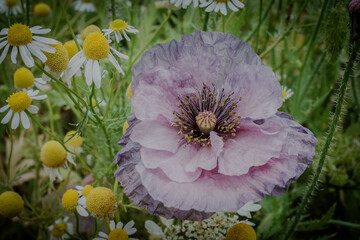 Beautiful pale purple poppy and chamomile flowers blooming in a Japanese garden in early June. Stunning closeup of delicate mauve blossoms in summer Japan, perfect as a lovely natural floral backdrop. © sippakorn