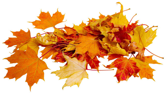 Pile of colorful autumn maple leaves, isolated on transparent background