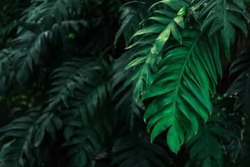 Lush tropical rainforest, Green leaves with dark jungle background © pernsanitfoto