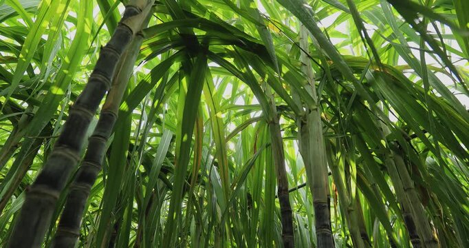Sugarcane field with plants growing