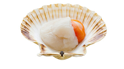 Fresh raw scallop with orange roe inside a beige ribbed seashell, isolated on transparent background © pixogram