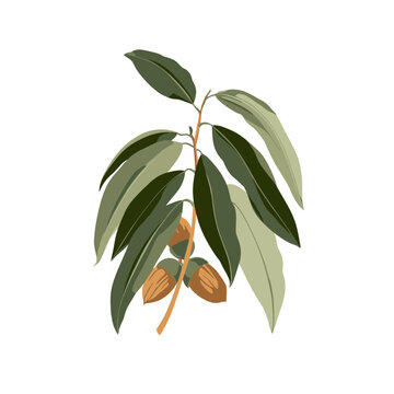 Pecan Botanical Food Illustration