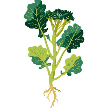 Broccolini Crop Specimen Botanical Food Illustration
