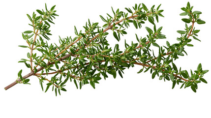 Fresh green thyme herb sprigs, isolated on transparent background © pixogram