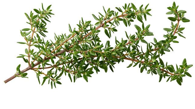 Fresh green thyme herb sprigs, isolated on transparent background