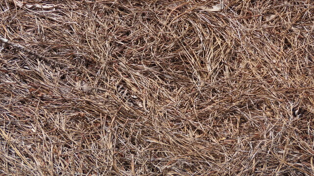 texture of straw