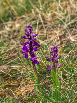 Orchis bouffon dans les pelouses s&egrave;ches de Roman&egrave;che, Ain, France