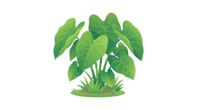 Green Elephant Ear Plant Vector Illustration Isolated on White