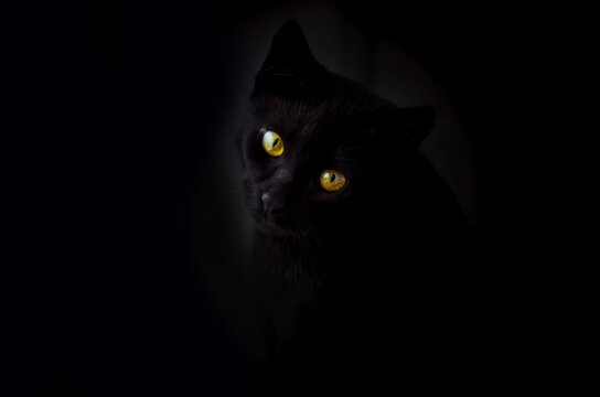 Face of black cat in front of black background