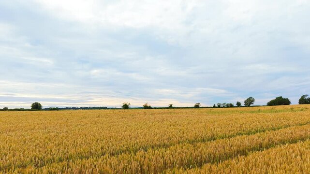 Expansive cereal field reaching distant tree line under layered cloud formations. Mature wheat crop, open agricultural land, countryside landscape with broad horizon. Farming season background, grain